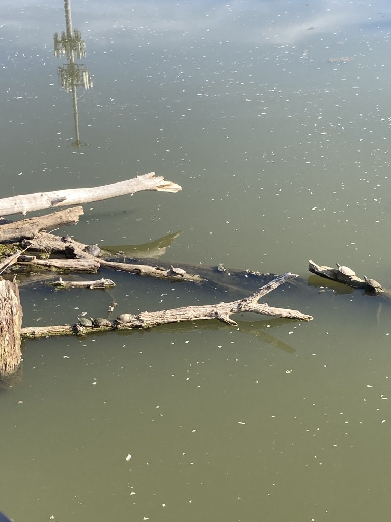 A photo of turtles sunning themselves on logs in the river.