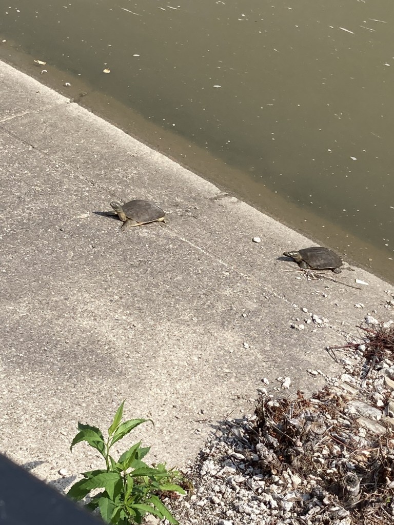 Close up photo of two turtles sunning themselves on a concrete embankment by a murky river. 