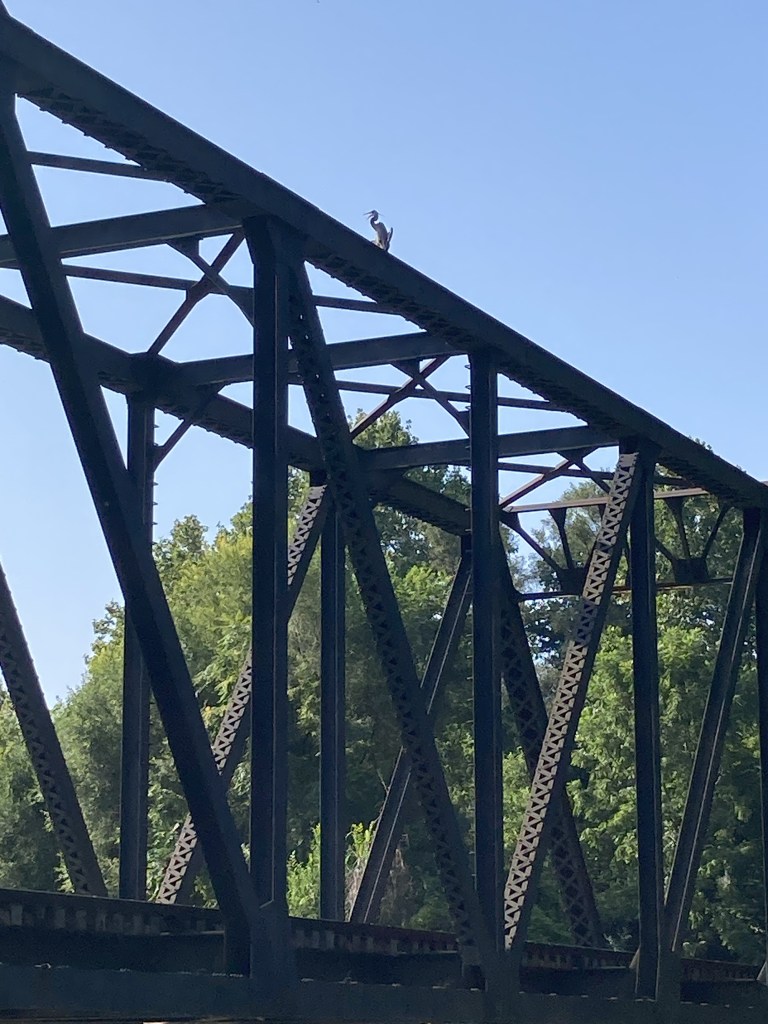 Photo of a heron perched on the top of a railroad bridge. 