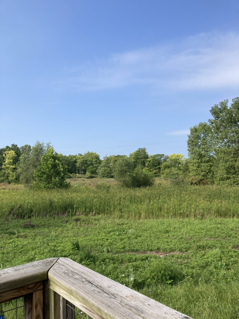 Photo looking out over the Craddock Wetlands, which is mostly blue sky and green reedy plants. 